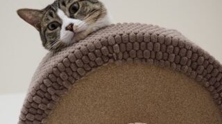 【#1452 言うて5位(高みの見物)】