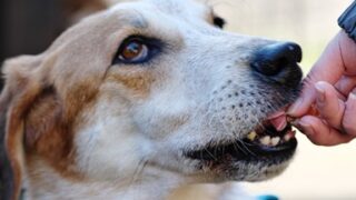 【#1460 行ってきたワン】