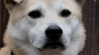 【#1476　2回目だワン】