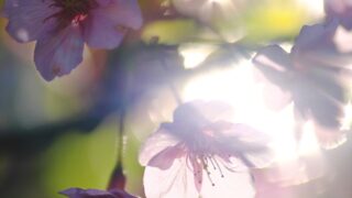 【#1519　さくらの日 】